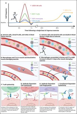 Harnessing the immunomodulatory effects of exercise to enhance the efficacy of monoclonal antibody therapies against B-cell haematological cancers: a narrative review